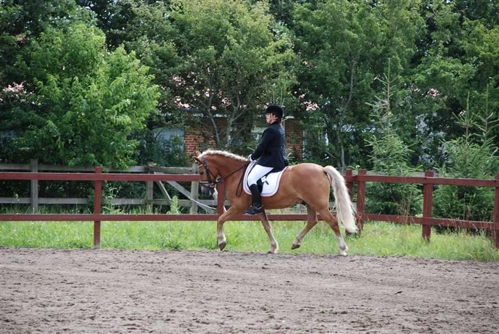 Anden særlig race hafling/newforest Lukas billede 9