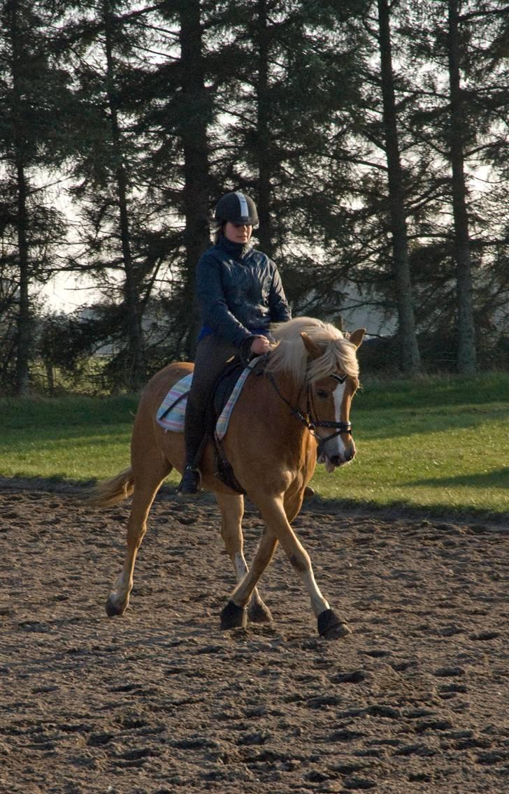 Anden særlig race hafling/newforest Lukas billede 10