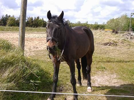 Traver hertug - her er jeg på ridebanen.. helt alene... billede 2