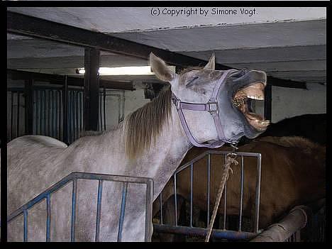 Pinto Araber Lauge's Candyfloss billede 2