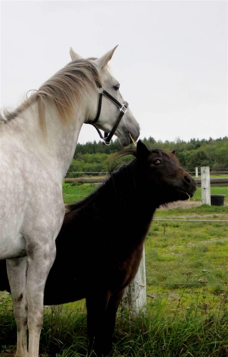 Pinto Araber Lauge's Candyfloss - Candy og Max, det første møde, September 2009. Billedet er taget af Simone Vogt. billede 3