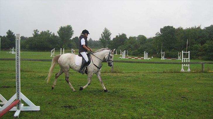 Pinto Araber Lauge's Candyfloss billede 4