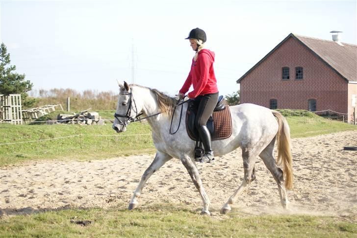 Pinto Araber Lauge's Candyfloss - Candy&Simone, dressur, September 2009. Billedet er taget af Melanie. billede 5