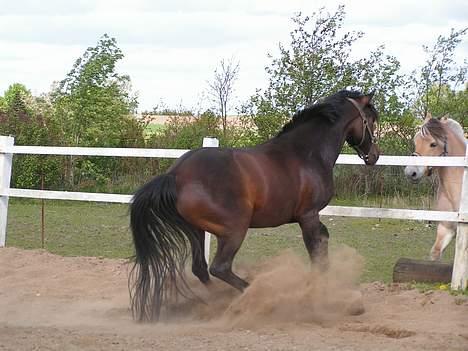 Anden særlig race Angel billede 8