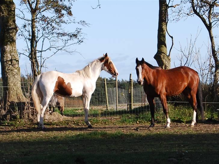 Traver Iron Flamingo # R.I.P # billede 19