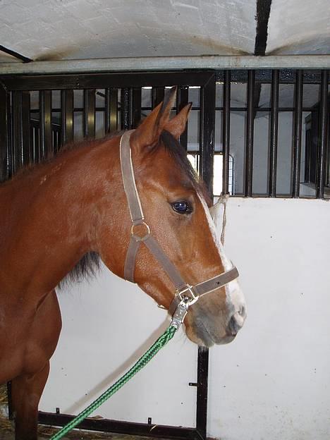 Traver Iron Flamingo # R.I.P # billede 20