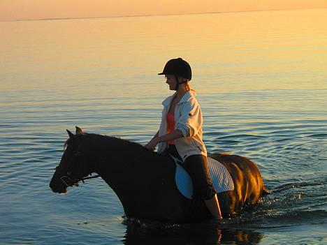 DSP Rolighedens Rosa - på stranden, vi var helt ude og svømme den dag! billede 15