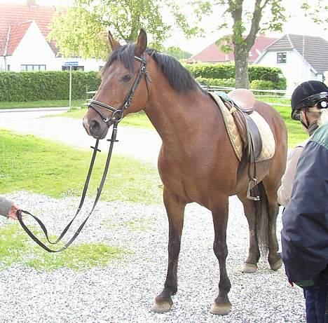 Anden særlig race Mademoiselle * solgt * - Mademoiselle, hvor vi prøvede hende.. billede 1