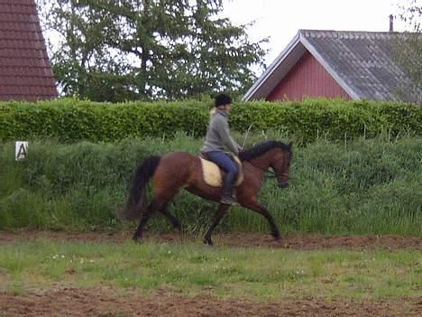 Anden særlig race Mademoiselle * solgt * billede 2