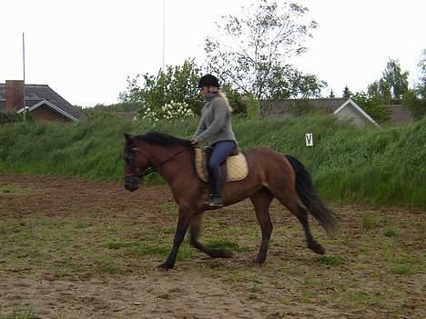 Anden særlig race Mademoiselle * solgt * - Den tidligere ejer red hende til først.. billede 3