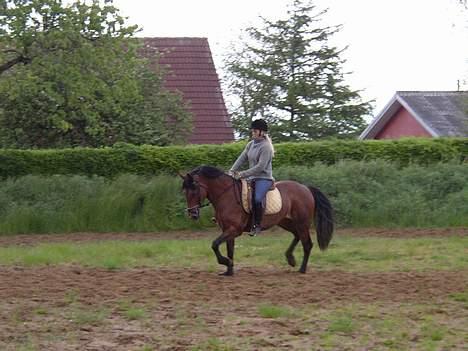 Anden særlig race Mademoiselle * solgt * - Som i kan se: fin gang.. billede 4