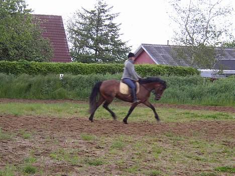 Anden særlig race Mademoiselle * solgt * billede 5