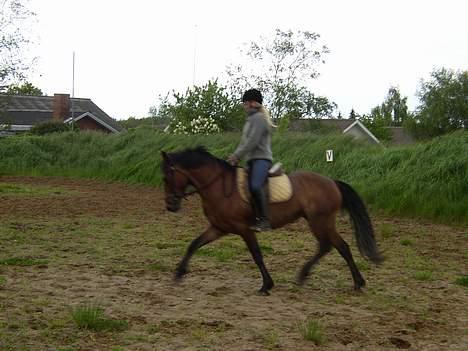 Anden særlig race Mademoiselle * solgt * - Trav billede 6