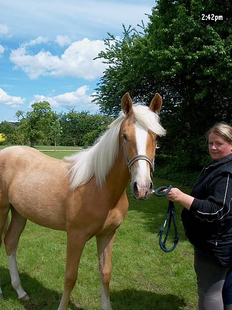 Palomino Lysgaards Arwen - Se min smukke hest billede 1