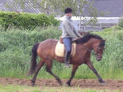 Anden særlig race Mademoiselle * solgt * billede 9