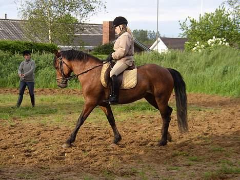 Anden særlig race Mademoiselle * solgt * - Mig der rider på hende.. billede 10