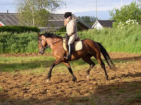 Anden særlig race Mademoiselle * solgt * - Trav.. billede 11