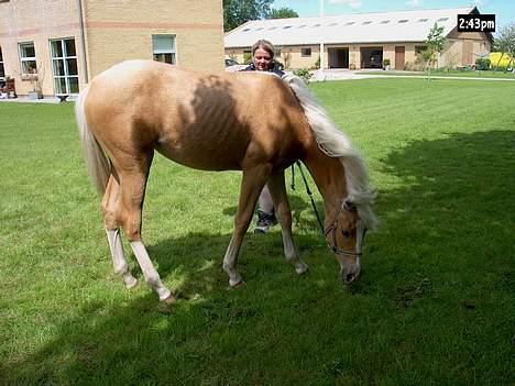 Palomino Lysgaards Arwen - Ih hvor jeg nyder når mor tager mig med ud billede 2