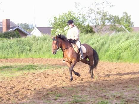 Anden særlig race Mademoiselle * solgt * billede 12