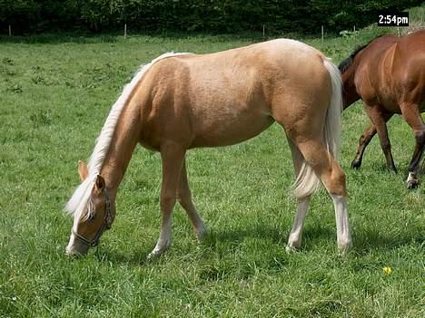 Palomino Lysgaards Arwen - Arwen på fold med de "voksne" heste billede 6