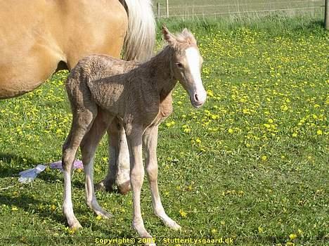 Palomino Lysgaards Arwen - Ih hvor verden dog er stor for lille mig billede 7