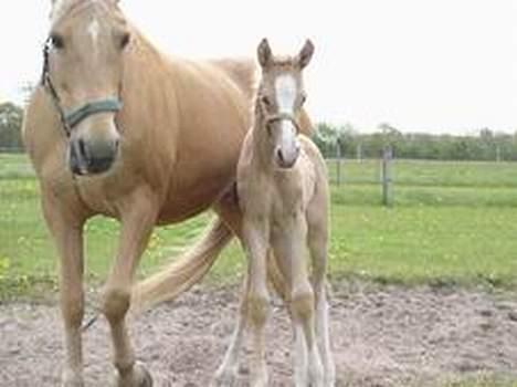 Palomino Lysgaards Arwen - Arwen og hendes mor Adeno billede 8