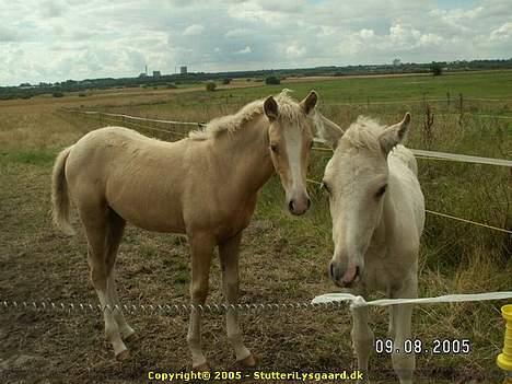 Palomino Lysgaards Arwen - Arwen og hendes halvbror Bazar billede 9