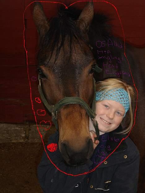 Dansk Varmblod Fantasi R.I.P - Elsker dig billede 13