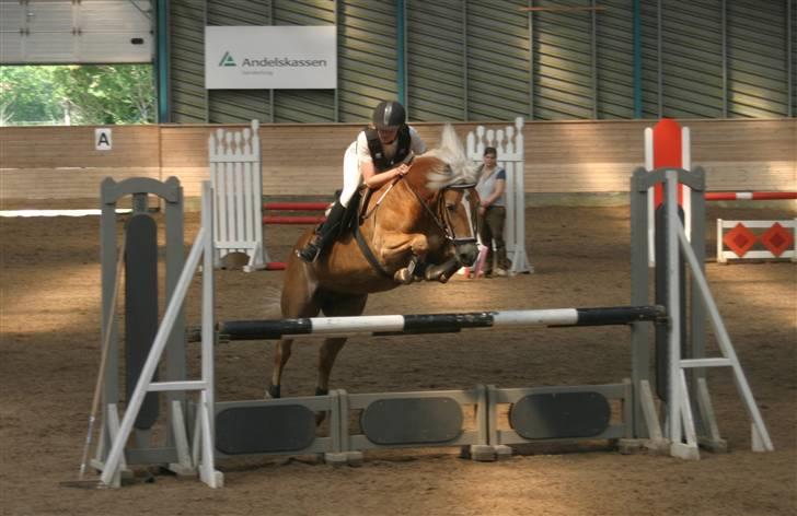 Tyroler Haflinger Labia - Lækker Laps billede 1