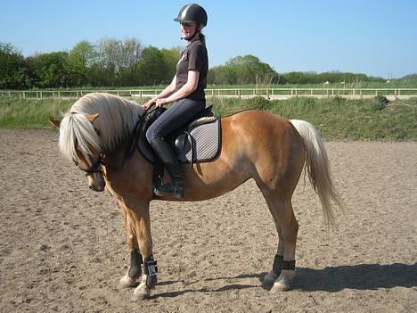 Tyroler Haflinger Labia - Laiba og Line billede 4