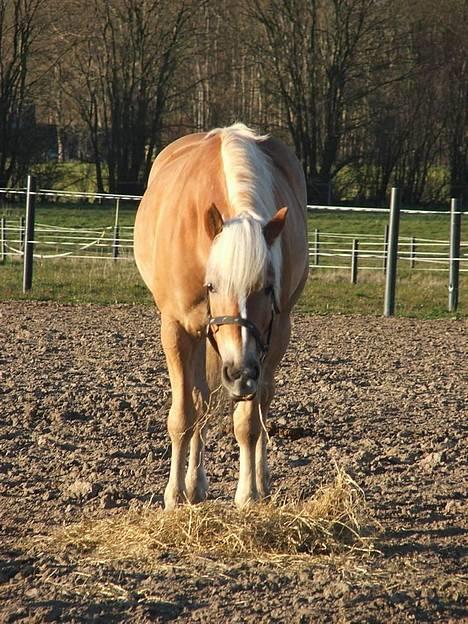 Tyroler Haflinger Labia - Labia  billede 6