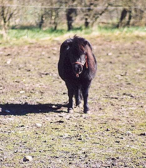 Shetlænder Tulle billede 9
