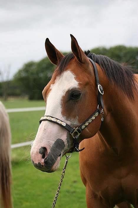 Paint Gambler Emmelie - Copyright Trine Christensen billede 17