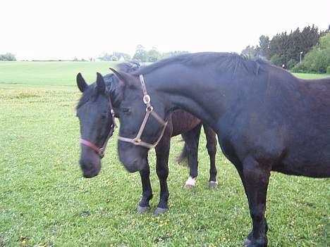 Oldenborg Donna <,3 billede 15