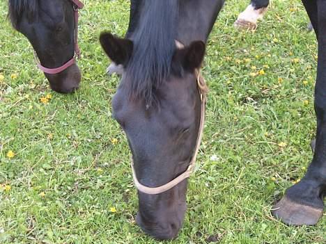 Oldenborg Donna <,3 billede 16