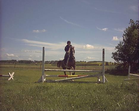 Pinto Araber Tequila *Solgt billede 2