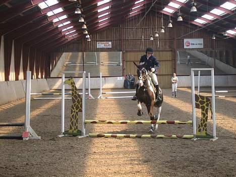 Pinto Araber Tequila *Solgt - Vores første spring-stævne sammen.. Vi vandt! billede 3