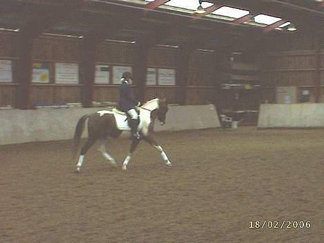 Pinto Araber Tequila *Solgt - Vores første dressur stævne sammen. Vi vandt ;D billede 4