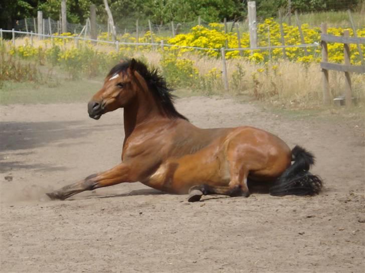 Anden særlig race Casido *SOLGT* - 6. Juli 2008 billede 12