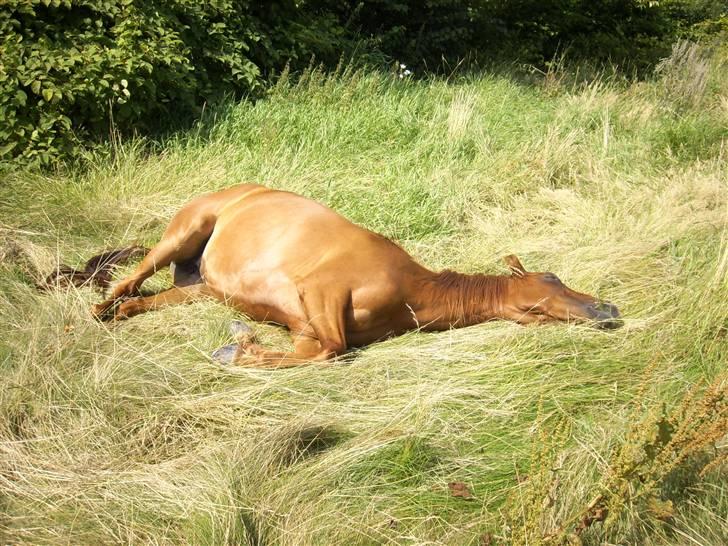 Arabisk fuldblod (OX) Splint billede 6