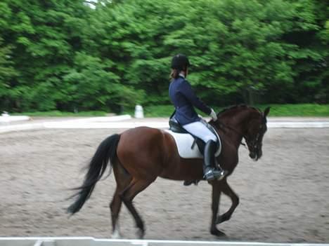 Anden særlig race Miss Put - - billede 4