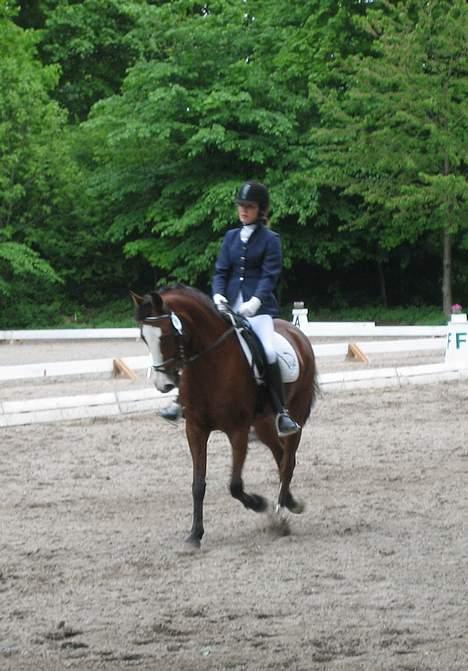 Anden særlig race Miss Put - - billede 5