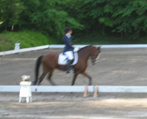 Anden særlig race Miss Put - Lidt utydeligt. billede 7