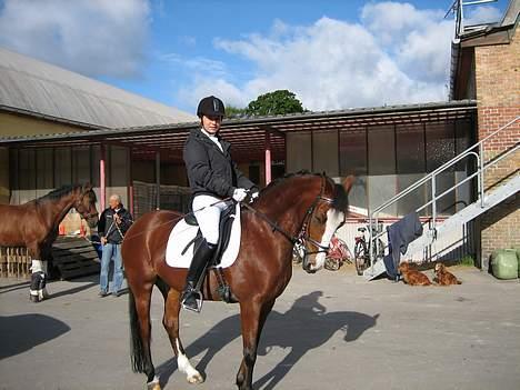 Anden særlig race Miss Put - Inden stævne. Lidt under biddet måske ! :b billede 8