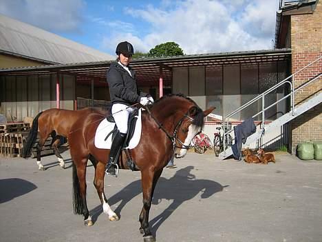 Anden særlig race Miss Put - .. <3 billede 9