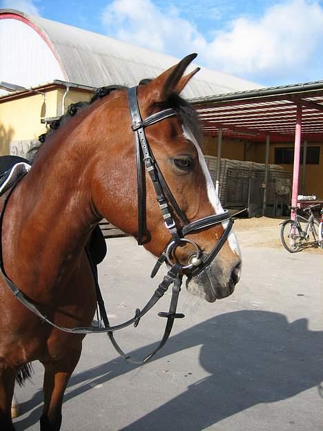 Anden særlig race Miss Put - Put (: billede 10