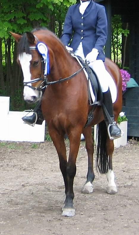 Anden særlig race Miss Put - 2 plads. billede 12