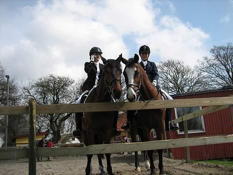 Anden særlig race Miss Put - <33 kærlighed til spencer. billede 14