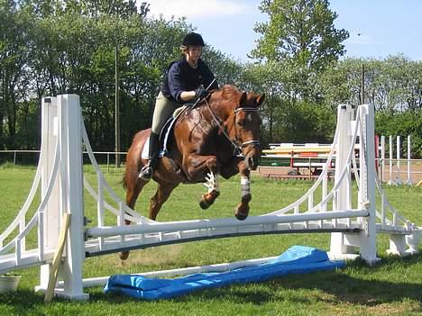 Dansk Varmblod Chassé Zai † - Chassé billede 1