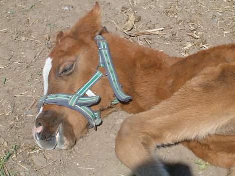 DSP ahorn magic  suviver - er gådet i drømme land billede 13